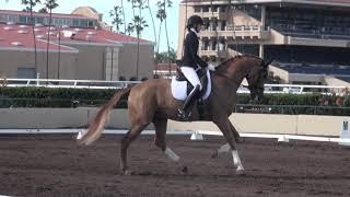 5 easy tips to improve your dressage score