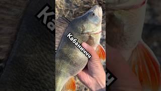 Окунь на спінінг #fishing #спінінг #shortsfishing #рибалка #блогрибалка