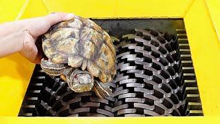 Turtle  VS  Shredder ! Test the hardness of the turtle shell. It lets people release the pressure !