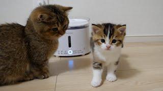 Sister cat Charo consoles kitten Nico, who is depressed after being angry with grandmother cat Mimi