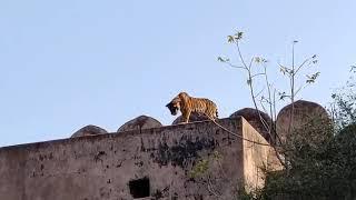 Tiger | Ranthambore fort | Reserve Tiger | WilfLife