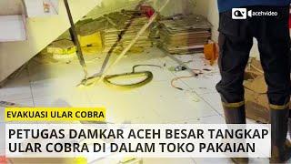 Petugas Damkar Aceh Besar Evakuasi Ular Kobra di Toko Pakaian