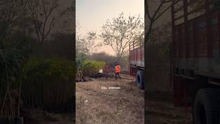 Maal Kitna Hai… | VISHAL ENTERPRISES | #pushpadilouge #garden #civil #contractor #viral #shorts