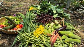 Harvest broccoli, tomatoes, eggplant, cowpeas, luffa, okra, bitter melon, chili, figs