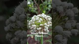 Onion Flower & Fruits.