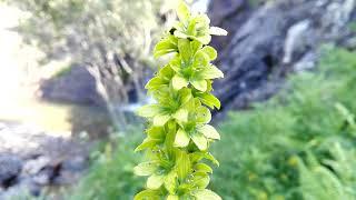 Veratrum album (White veratrum)