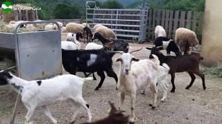 Las cabras rescatadas en Huesca conviven con el resto de ovejas y cabras