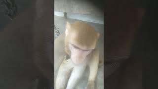 bhang khane ke bad Umang marne ke bad aadami pagal ho jata hai new monkey shot video comedy 