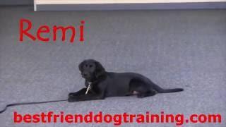 Remi, 13 week old black lab, female puppy with basic on leash obedience and the start of off leash o