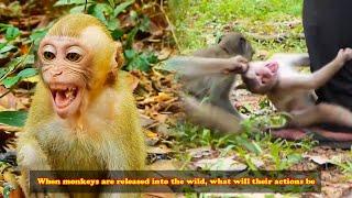 When monkeys are released into the wild, what will their actions be