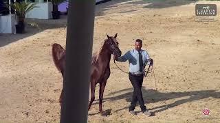 N 181 AAMER AL ASEMA   Rabab Arabian Horse Championship 2024   Colts 2 Years Old Section B Class 7B