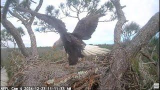 Intruder Attempts to Land on Nest Beau Defends Eggs Views from Three Cams - NEFL Eagles Dec 23 2024