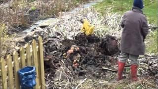 Gunnera Uncovered 17 March 2012.wmv