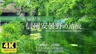 [Environmental sound / ASMR] Clear stream of fresh green Shinshu Azumino / 4 hours (healing)