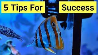 Copperbanded Butterflyfish Care Guide