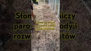 Rozkładamy słomę w szklarni - naturalna ściółka #dionp