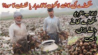 Water Chestnuts Harvesting Latest Interview | Sanghara Ki Fasal | Informative Information