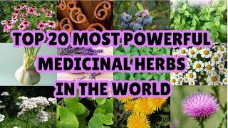 NATURE'S PHARMACY! Discover the Top 20 Most Effective Medicinal Herbs in the World