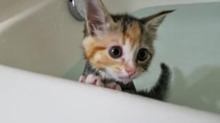 Kittens first bath!