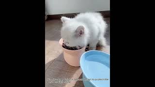 Pet Drinking Bowl Raised Cat Food Bowl