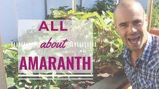 Growing Amaranth in the Garden | Planting tips for growing amaranth