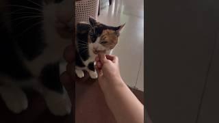 喂食，锻炼咬合力，磨牙 #cat #food #shorts
