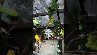 Finch Aviary | Aviary | Bird Aviary | Aviary Birds | Outdoor Aviary | Canary Aviary | #aviary #birds