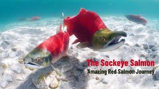 The Sockeye Salmon | Amazing Red Salmon Journey | Nature File