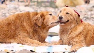 Luhu：The family plays in the water to escape the hot summer and enjoy a happy time #dog #pets