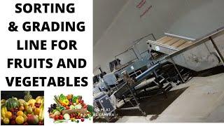 Sorting and Grading For Fruits And Vegetables | Sorting & Grading Equipment | Fruit sorting machine