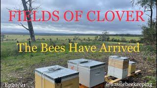 Aussie Bee Keeping - Moving the Bees To the New Site - Fields of Clover 16 Nov 2021