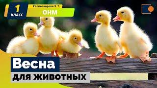 ОНМ. Весна для животных.