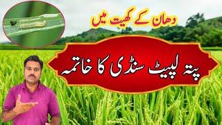 How to control rice leaf folder in rice field | Abid Ali Agrarian