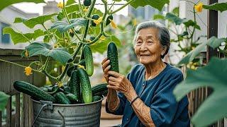 How My Grandmother Grew Cucumbers on the Balcony, Useful Experience for Beginners