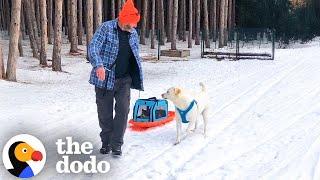 Cat And Golden Retriever Insist On Sledding Together | The Dodo