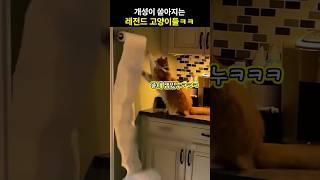 개성이 쏟아지는 레전드 고양이들ㅋㅋ