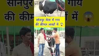 सोनपुर मेला में गाय की कीमत लाखों में है  || Sonpur Mela 2024 #sonpurmela2024 #CowMarket #shorts