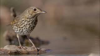 Reclamo de Zorzal Común El Mejor Para Llamar HD.#aves#reclamo#birds#wildlife#avesdelmundo#sialacaza