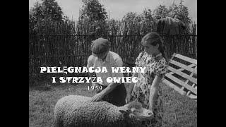 "Pielęgnacja wełny i strzyża owiec" (1959 r.) / CAŁY FILM