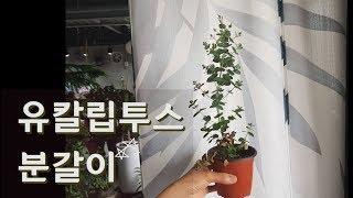 [유칼립투스 #1]  /분갈이하기 (Eucalyptus Repotting)