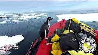 A curious penguin joins scientists for a cold-water cruise