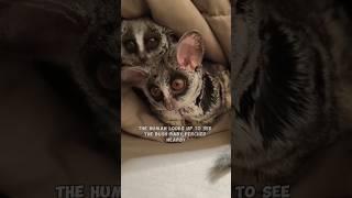 Bushbaby Rescue A Story of Kindness #animals #shorts #love