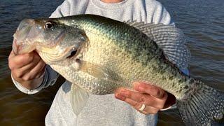 Grenada Lake 3 pound Crappie