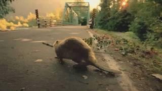 Bridgestone - Beaver-Super Bowl Commercial