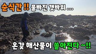 순식간 !! 물빠진 갯바위 온갖 해산물이 쏟아진다 ~!!