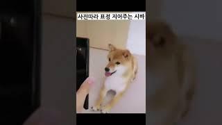 사진따라 표정 지어주는 시바 #시바 #표정 #강아지