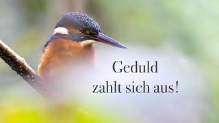 Eisvogel-Fotografie 4 Tage Geduld & Ausdauer mit Happy End!