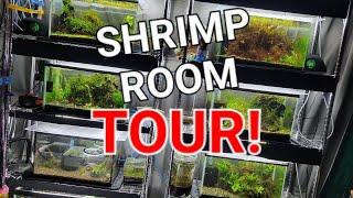 Hundreds Of Shrimp, Tens Of Tanks And One Shrimp Breeder - Bob Moss Live