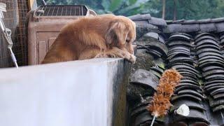 Golden Retriever Luhu：I've done so much for this family.......#dog #pets