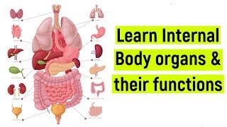 Internal body organs and their functions | Internal body parts | #diyasfunplay